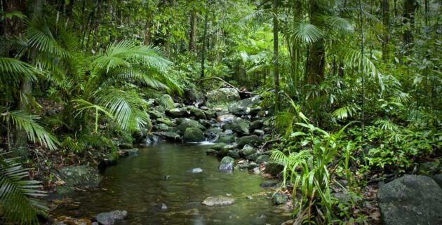 Daintree National Park