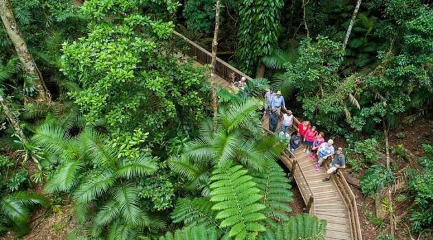 Daintree National Park