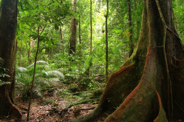 Daintree National Park
