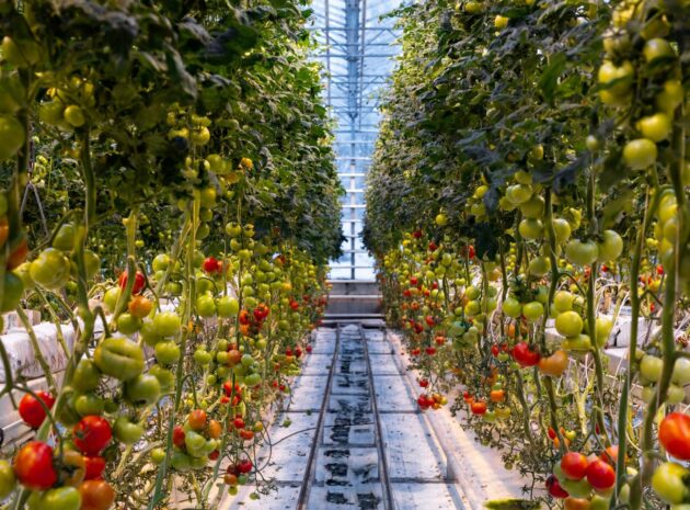 Fridheimar Tomato Farm