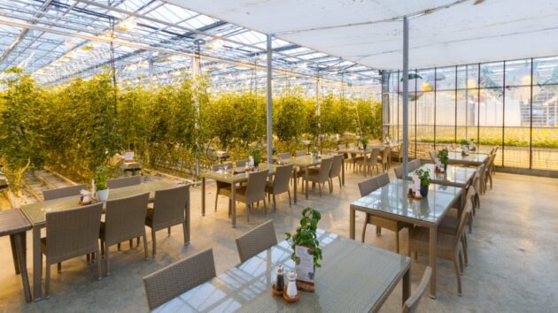 Fridheimar Tomato Farm