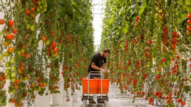 Fridheimar Tomato Farm