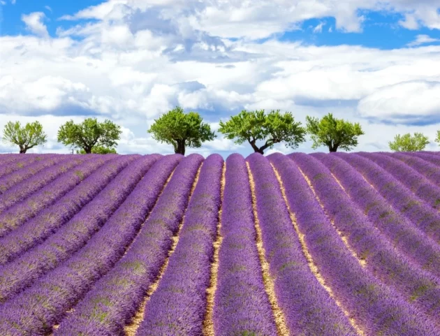 Lavender Fields