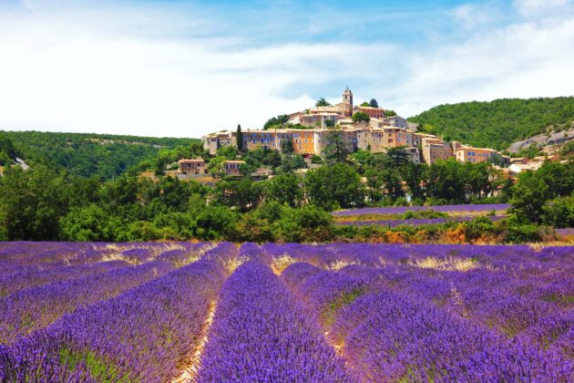 Lavender Fields