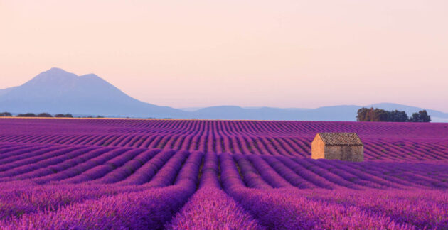 Lavender Fields