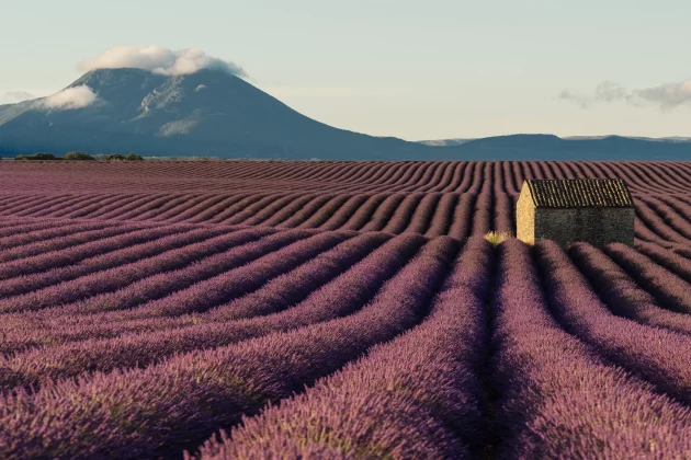 Lavender Fields