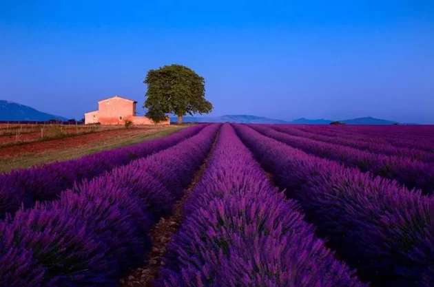 Lavender Fields