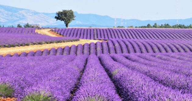 Lavender Fields