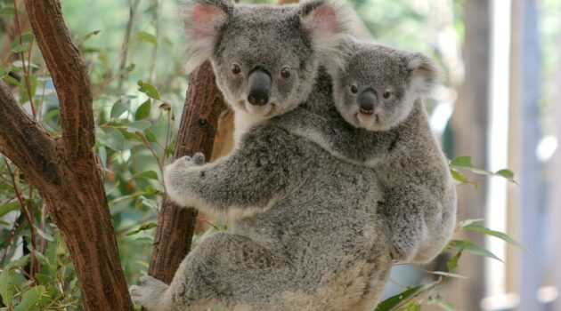 Lone Pine Koala Sanctuary