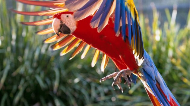 Maleny Botanic Gardens & Bird World