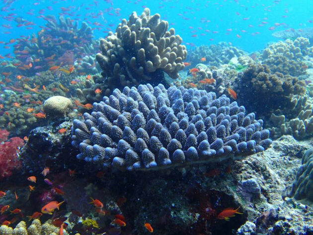 Namena Marine Reserve