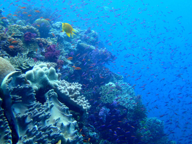 Namena Marine Reserve