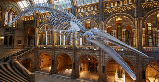 Natural History Museum