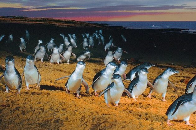 Phillip Island