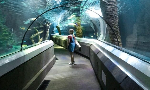 SEA LIFE Sunshine Coast Aquarium