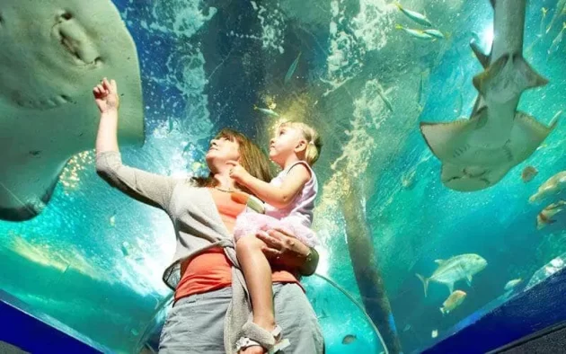 SEA LIFE Sunshine Coast Aquarium
