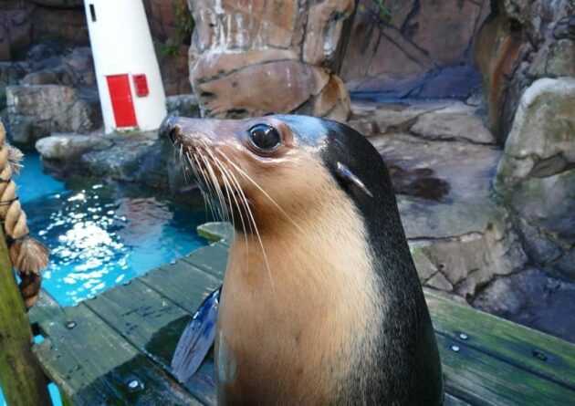 SEA LIFE Sunshine Coast Aquarium
