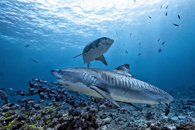 Shark Diving in Beqa Lagoon