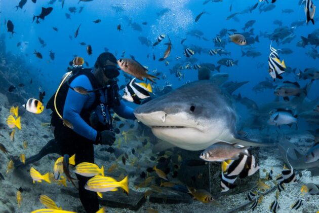 Shark Diving in Beqa Lagoon