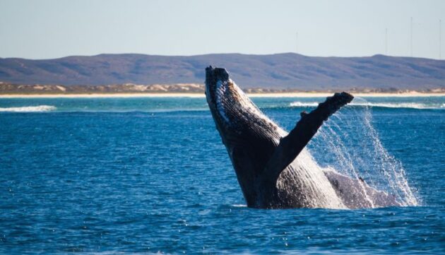 Whale Watching Exmouth