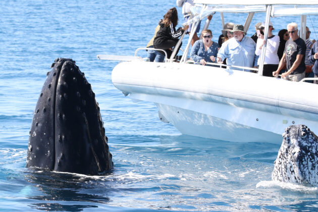 Whale Watching Exmouth