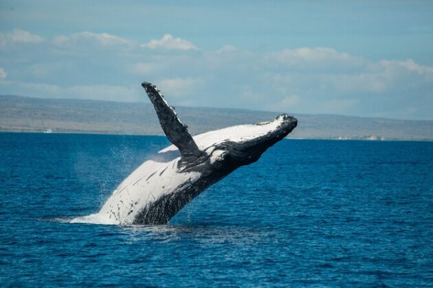 Whale Watching Exmouth