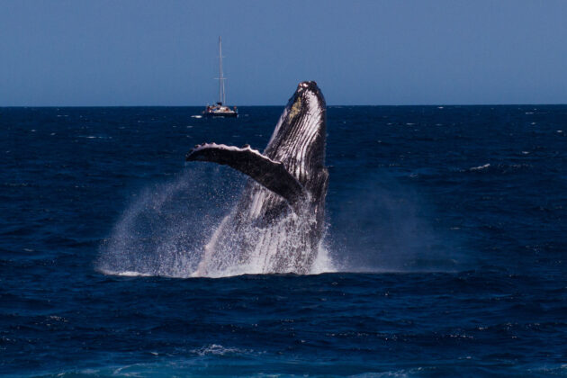Whale Watching Exmouth