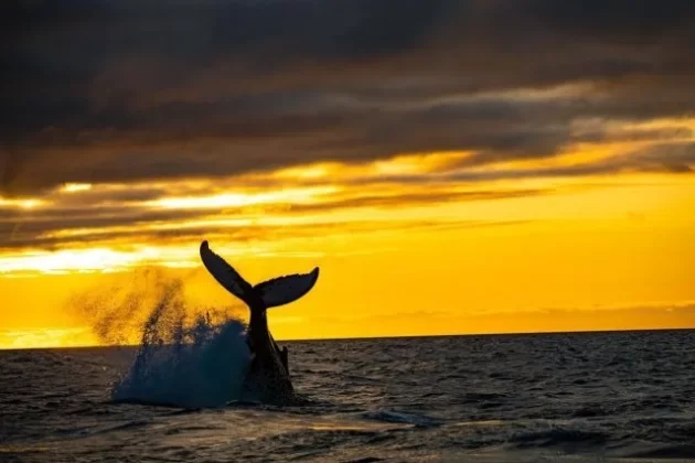 Whale Watching Exmouth