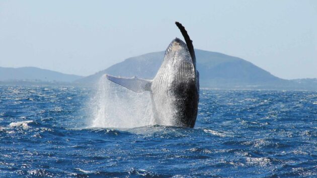 Whale Watching Tours