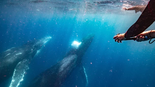 Whale Watching Tours