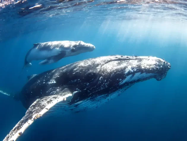Whale Watching Tours