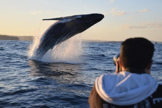 Whale Watching Tours