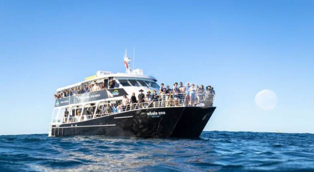 Whale Watching Tours