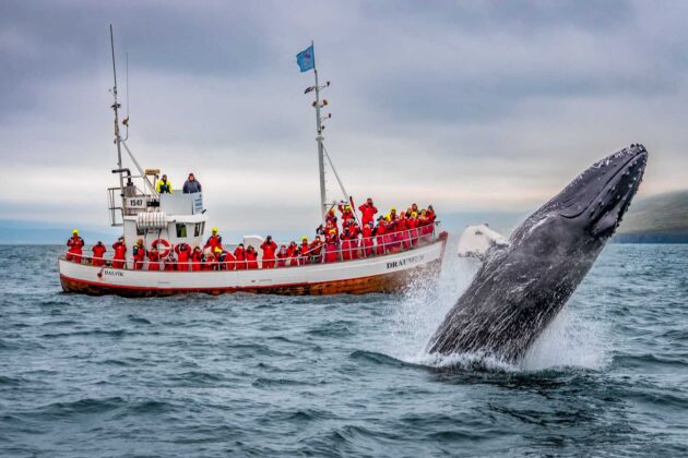 Whale Watching