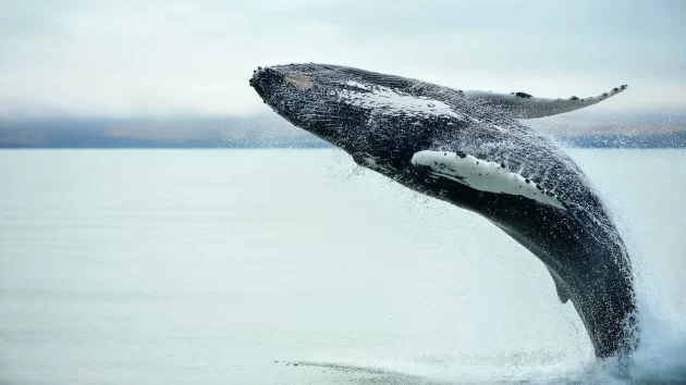 Whale Watching