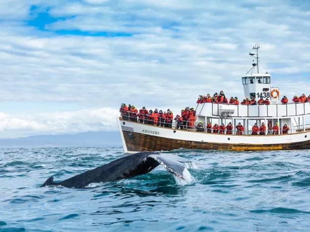 Whale Watching