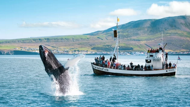 Whale Watching