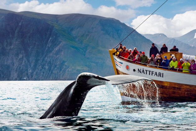 Whale Watching
