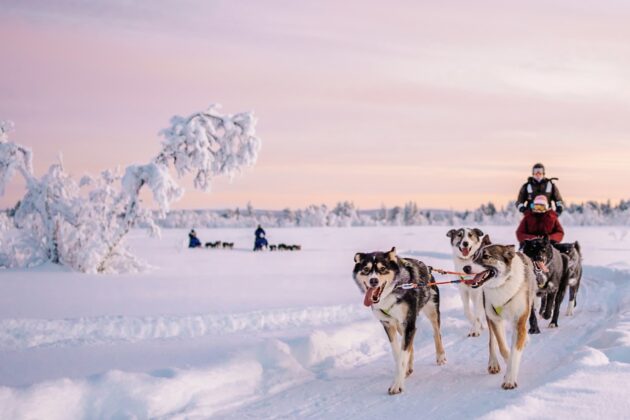 Dogsled