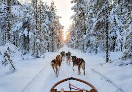 Dogsled