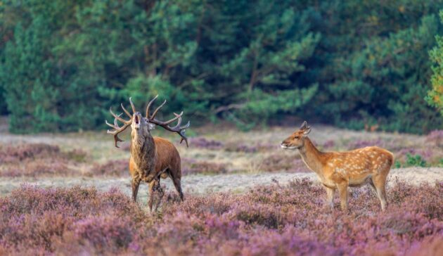Het Nationale Park De Hoge Veluwe