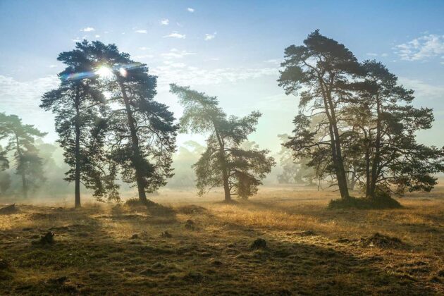 Het Nationale Park De Hoge Veluwe