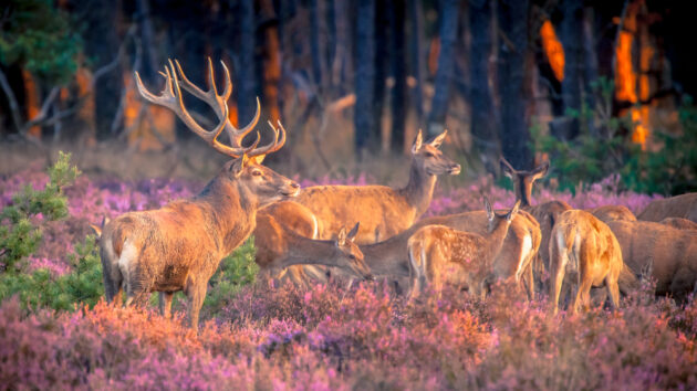 Het Nationale Park De Hoge Veluwe