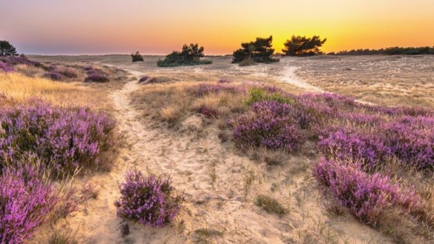 Het Nationale Park De Hoge Veluwe