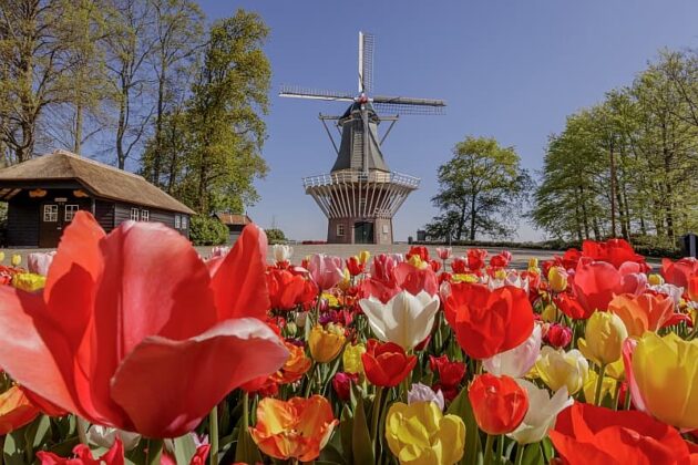 Keukenhof