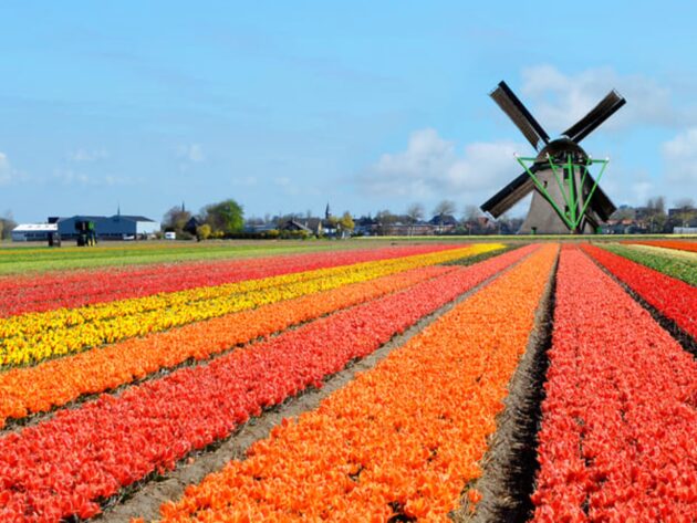 Keukenhof