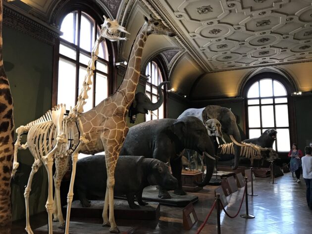 Museum of Natural History Vienna