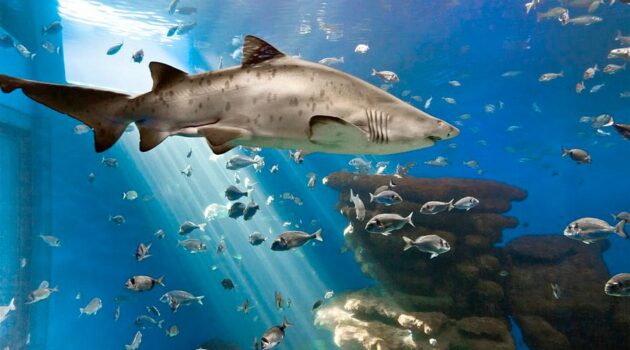 Palma Aquarium