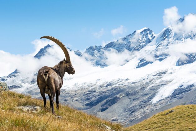 Parco Nazionale Gran Paradiso