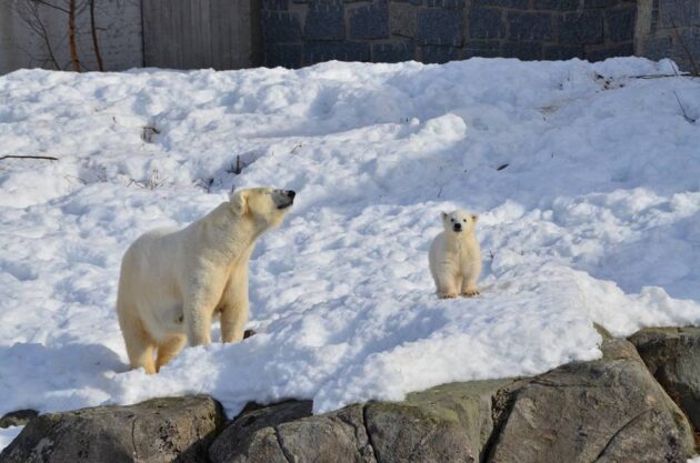 Ranua Zoo
